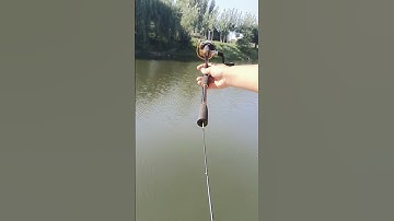 Cần câu máy Ikada 2,1 mét siêu dẻo câu cá 4-8kg #fishing #shorts