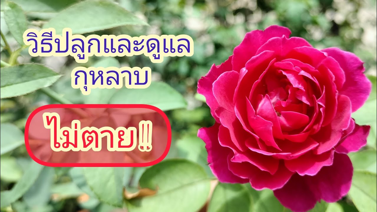 EP 219 วิธีดูแลกุหลาบไม่ให้ตาย