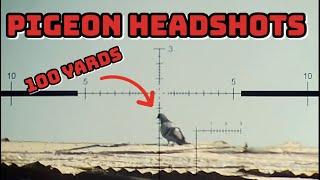 Pigeon Pest Control (Long Range Headshots)