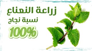 زراعة النعناع في المنزل بنسبة نجاح 100%