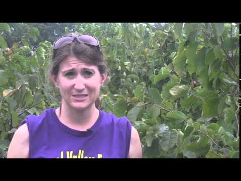 Picking hazelnuts at Hazel Valley Farm in Eagle - YouTube