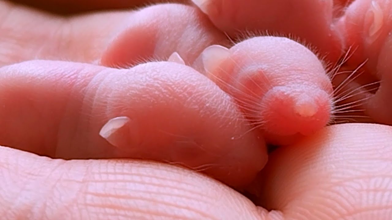 How Mice Grow From 1 To 30 Days YouTube How Mice Grow From 1 To 30 Days YouTube