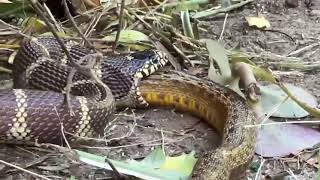 King Snake eats Gopher Snake