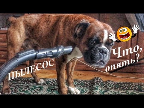 Линька у собаки/У Тайсона началась линька