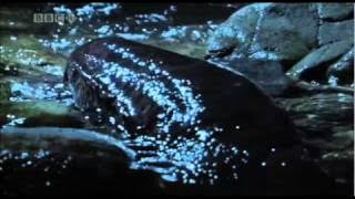 salamander sounds