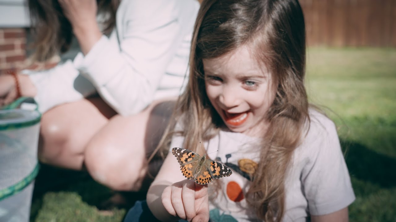 Butterfly Release Amazon Butterfly Growing Kit YouTube