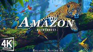Amazon 4k — крупнейший в мире тропический лес | Звуки джунглей | Живописный релаксационный фильм