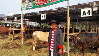 GROSIR SAPI QURBAN ASLI WONOGIRI‼️ JUAL MURAH ASAL BERKAH