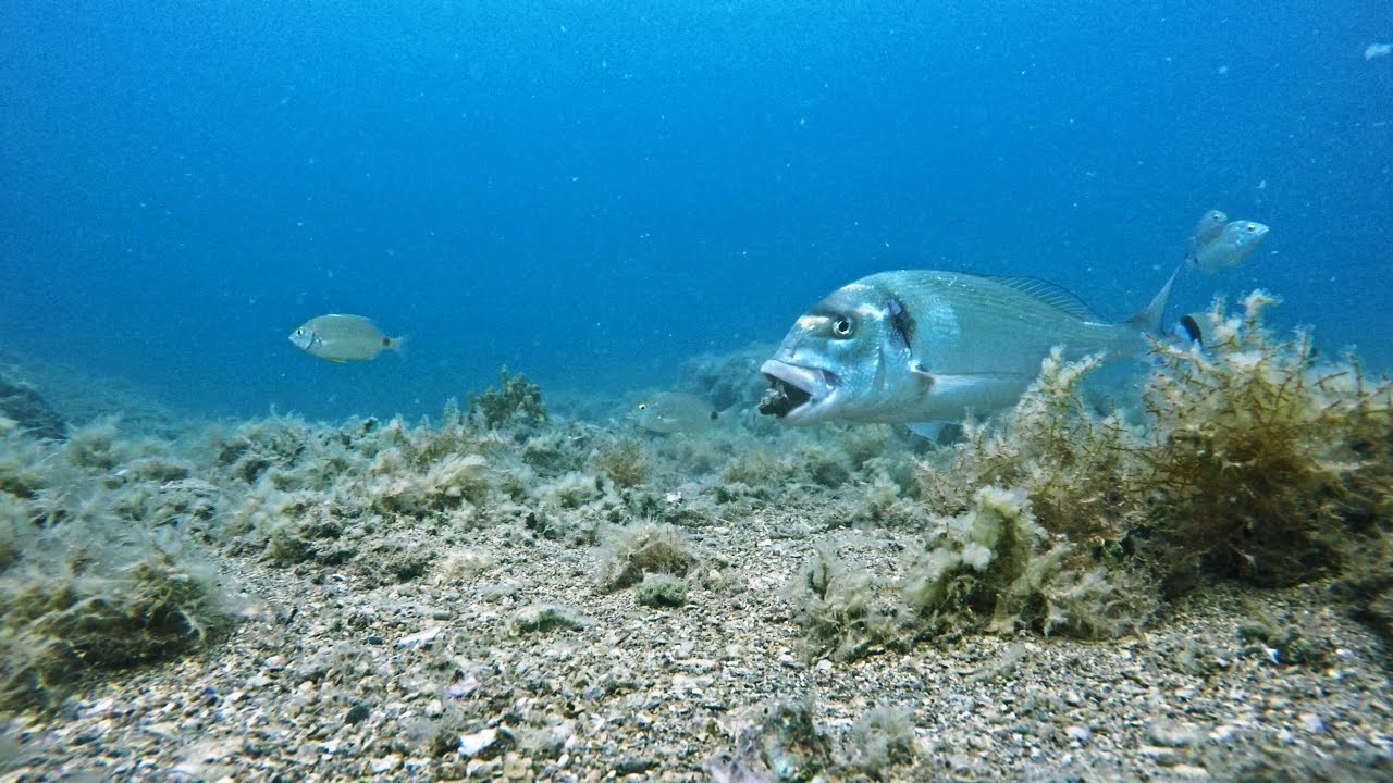 SEA BREAM gets HOOKED but snaps the line