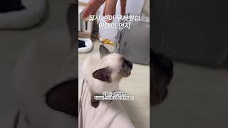 아기 샴고양이 울음소리 #shorts