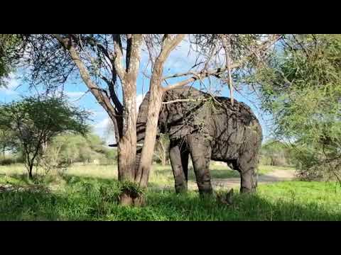 TEMBO WAKUBWA NDANI YA HIFADHI YA TARANGIRE 