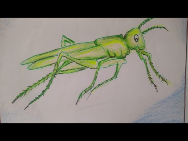 Grasshopper. Drawing Worksheet. Stock Vector - Illustration of baby, drawing:  75234659