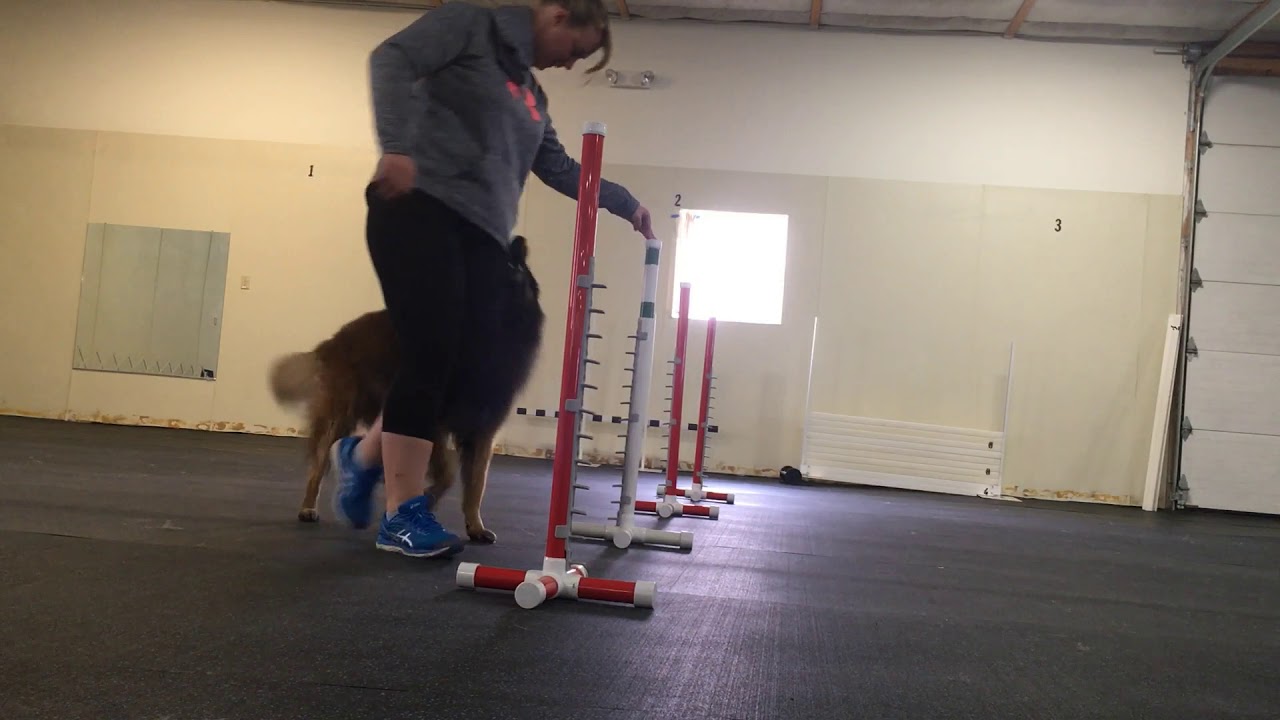 CC310 - Week 5 : spinal flexors & extensors Exercise - YouTube