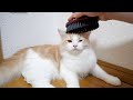 新しいブラシが気に入らない猫