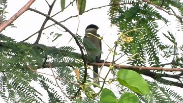 Bar-winged Flycatcher-Shrike    4K