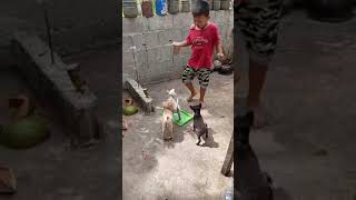 come on puppies I fed you #music #funny #scary #happy
