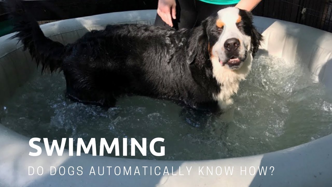 Empowered Puppy Bite 8 Do Dogs Automatically Know how to Swim? YouTube