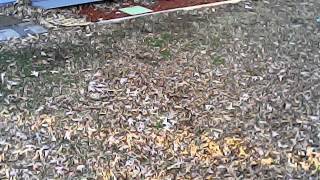 Maiden Flight of the UDI U829A