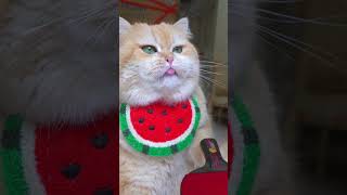 play ping-pong. #exlittlebeans #funnyvideo #funnycats