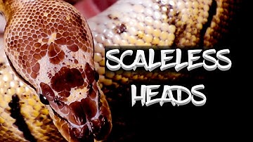 Update on my Scaleless Head Ball Python Project