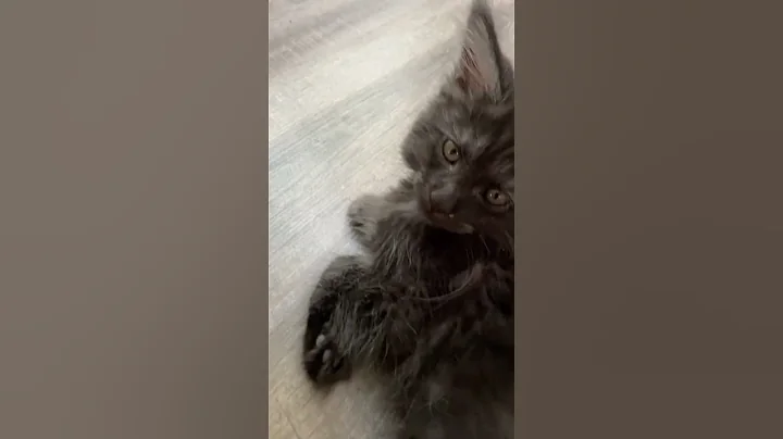 Video 11615501: cat sound maine coon, cat purr, cat kitten kitty