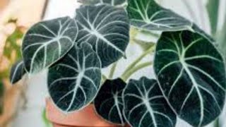 some fantastic and easy to grow common house plants 🪴 👌 😀