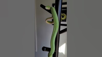 Wanda the green tree #python . #cute #pets #shorts #animals #snake #trend #trending #viral #popular