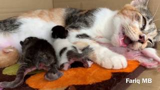 Panting Mommy Cat after giving birth to her babies. แมวคลอดลูก