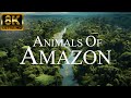 Amazon animals in 8k ultra   amazon rainforest