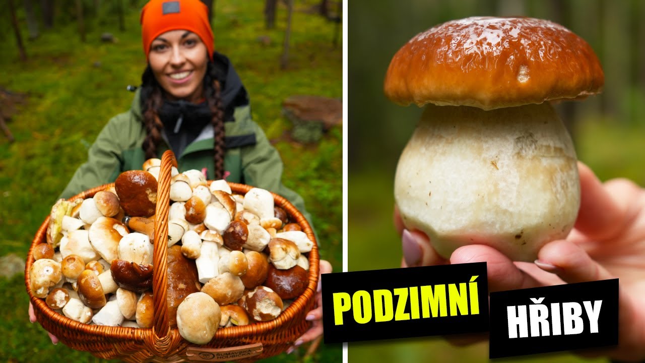 Šumava je plná hřibů - co jsem našla v podzimním lese?