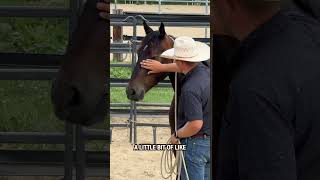 This mustang horse loves being pet