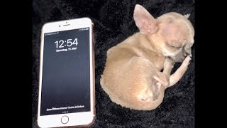 Cutest Teacup Chihuahua Puppies Micro Chihuahua ©️balllerinamusictv extreme Micro tiny chihuahua