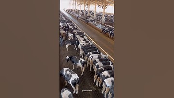 High-tech cow farming in america #cow #cowfarm #america #shorts