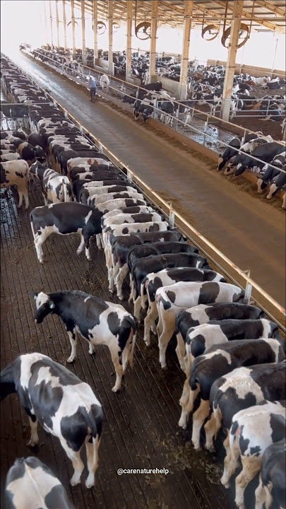 High-tech cow farming in america #cow #cowfarm #america #shorts