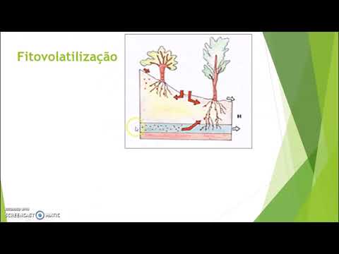Vídeo: O que acontece a fitoextração?