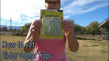 How To Set Victor Gopher Traps
