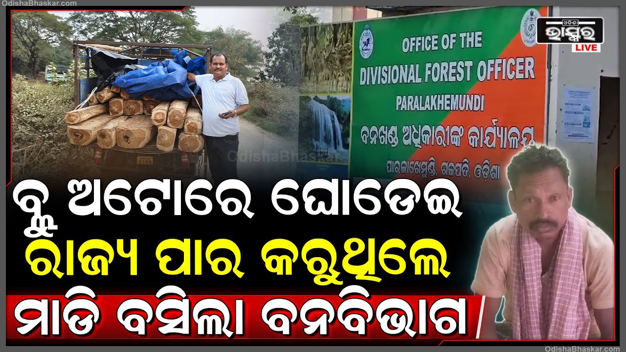 ଜଙ୍ଗଲରେ ପଶି କାଟି ନେଇ ଅନ୍ୟ ରାଜ୍ୟରେ କରୁଥିଲେ ବିକ୍ରି, ମାଡିଆସିଲା ବନ ବିଭାଗ ଆଉ ତାପରେ...