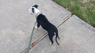 Walking My Apbt Pup 1 Mile