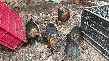 nuôi gà rừng bắt ngoài rừng từ nhỏ về nuôi sống 100% không chết