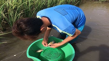 GIĂNG LƯỚI CÁ RÔ TRONG RUỘNG LÚA BẮT TOÀN CÁ BỰ THẤY MẮC MÊ | DÂN MIỀN TÂY
