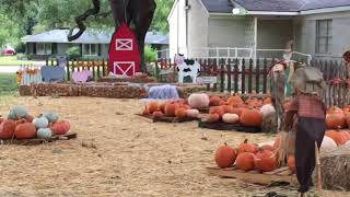 Pumpkin Patch @FUMC Taylor