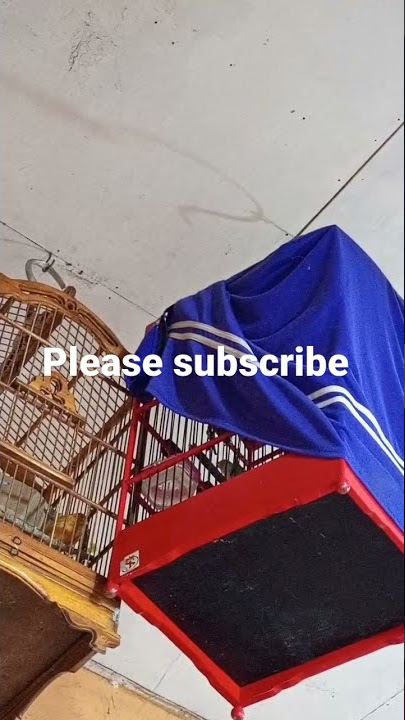 burung kenari pocong buka suara pedass #short