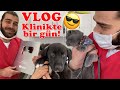 VLOG | 100BİN ABONE PLAKETİMİZ GELDİ! Veteriner Kliniğinde Bir Gün Nasıl Geçiyor? #TheVet