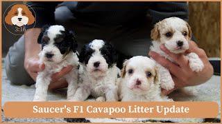 Saucer's F1 Cavapoo Litter Update by Cavapoos 3:16 188 views 4 weeks ago 3 minutes, 31 seconds