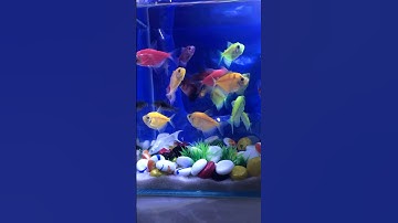 Fish / Cá vàng bơi / Cá cánh buồm #aquarium #cávàng #fish #shotrs