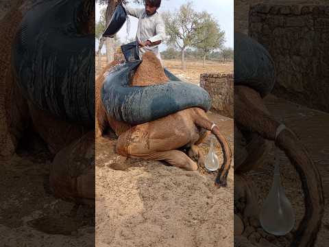 مشهد جميل لملء العلب فوق الجمال في غابة سوهرا