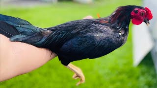 Cuál Es La Mejor Línea De Gall Que Existe En República Dominicana