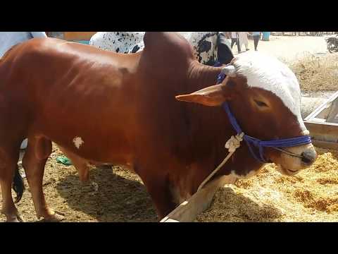 cow-mandi-2017-|-latest-rates-update-of-medium-size-&-range-bulls-|-cow-mandi-bakra-eid-in-pakistan