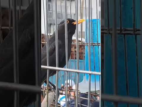 تغريد طائر الجحمومية ولد العش من سوق القريعة للطيور والحيوانات بالدار البيضاء