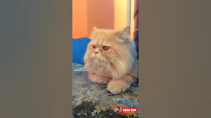 Video 10113621: doll face persian cat, fluffy persian cat, persian cat meets, adorable persian cat, cutest cat breeds, cat cute explore
